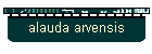 alauda arvensis