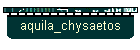 aquila_chysaetos