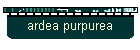 ardea purpurea
