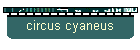 circus cyaneus