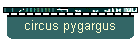 circus pygargus