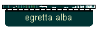 egretta alba
