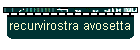 recurvirostra avosetta